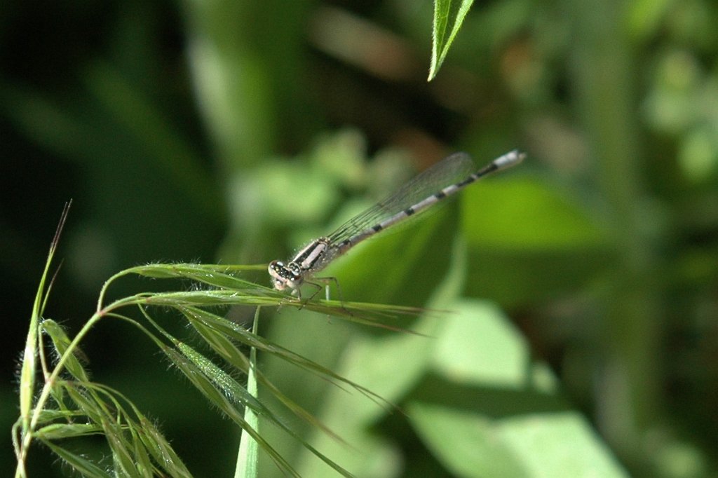 115 2010-05104576 Cape May Point State Park, NJ.JPG - Violet Dancer Damselfly (Argia fumipennis violacea)(f). Cape May Point State Park, NJ, 5-10-2010